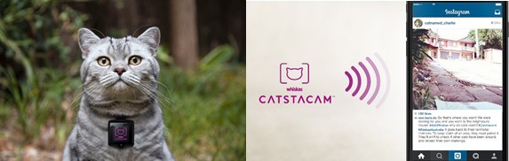 Cat camera