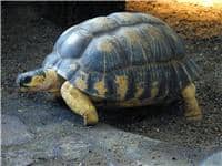 being persistent is like a turtle