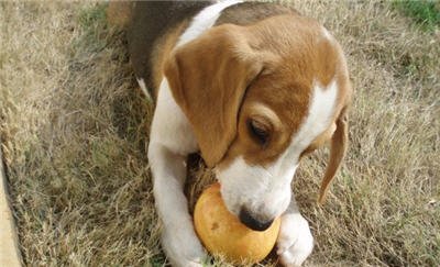 Zoey - Beagle