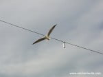 bird near a wire