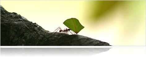 Ant carrying a leaf