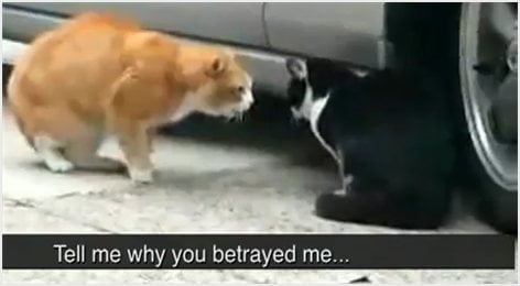 Cat betray girlfriend