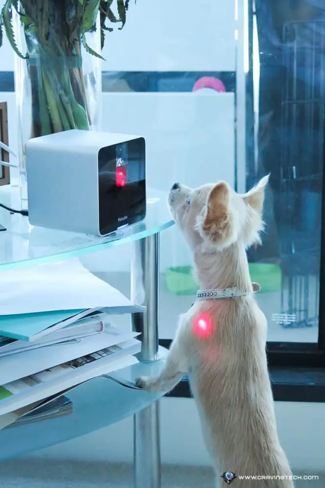 Petcube Review-12 Petcube Review-12