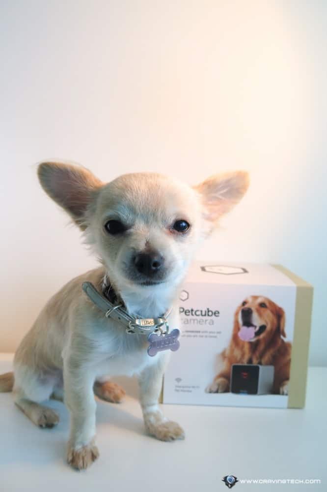 Petcube Review-16 Petcube Review-16