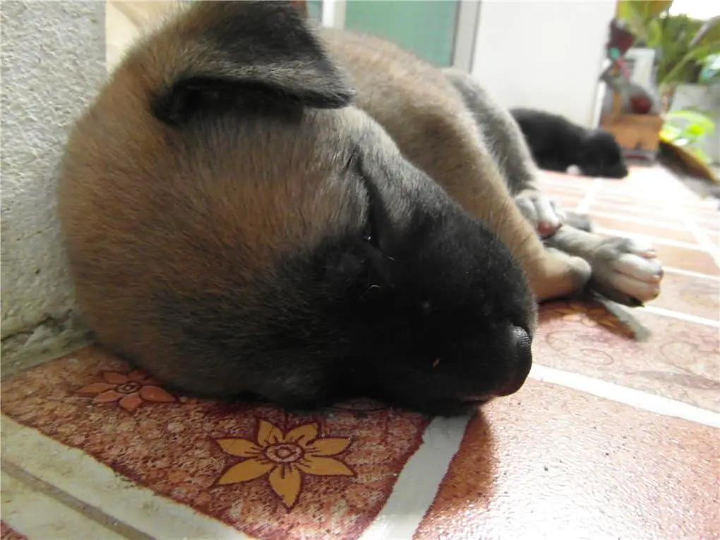 sleeping puppy