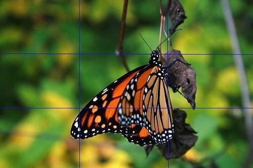 clip_image001 Butterfly Rule of third